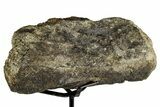 Fossil Sauropod Vertebra Section with Metal Stand - Colorado #339937-2